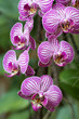 Orchidee