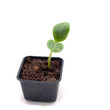 growing in a pot