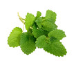 Lemon Balm