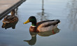 Stockenten schwimmend
