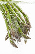 Foto: Grüner Spargel Grüner Spargel