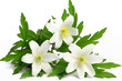 Buschwindrose (Anemone nemorosa)