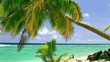 Waves on a tropical beach with palm tree