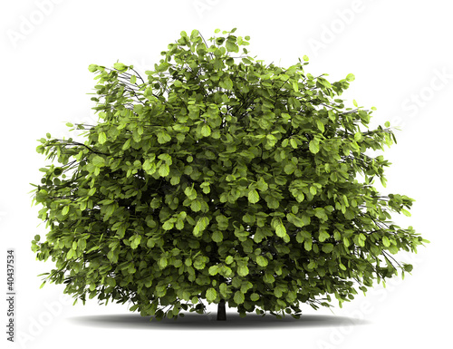 Photo: common hazel bush isolated on white background common hazel bush isolated on white background
