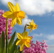 Foto: Frühlingsblüten Frühlingsblüten