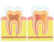 Internal structure of tooth