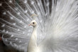 weißer Pfau