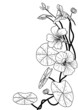nasturtium