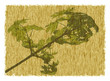 Natural parchment