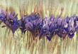 Blue iris in spring, textured image. Blue iris in spring, textured image.