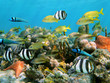 Corals and fish
