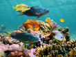 Multicolored underwater sealife