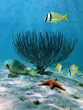 Sea fan and starfish