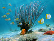Sea fan