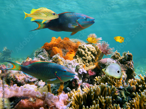 Foto: Multicolored underwater sealife Multicolored underwater sealife