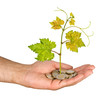 Grapevine growing from hand isolated on white background Grapevine growing from hand isolated on white background