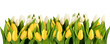 Gelbe und weisse tulpen isoliert