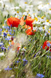 wild flowers wild flowers