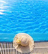 The straw hat lie near pool The straw hat lie near pool