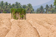 Bunches of breeding sapling of cassava and soil cultivation