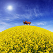 horse