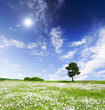 meadow