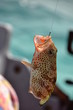Poisson mérou