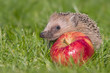 Igel