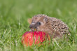 Igel
