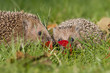 Igel