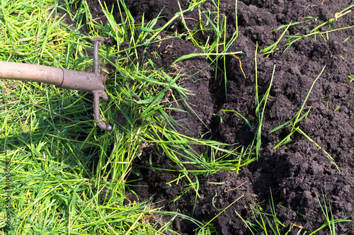 Photo: digging of green manure digging of green manure