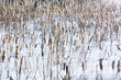 Reedmace. Snow. Winter.
