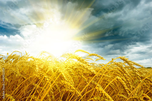 Photo: Golden sunset over wheat field Golden sunset over wheat field