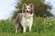 border collie debout de face immobile
