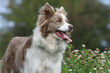joli portrait du border collie regardant au loin