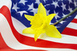 Daffodil on American Flag Daffodil on American Flag