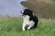border collie sur la défensive