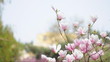 Photo en ligne au meilleur prix magnolia flowers