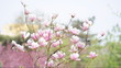 Photo en ligne au meilleur prix magnolia flowers