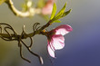 Cerisier en fleurs