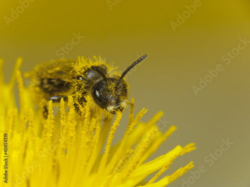 Photo: Bee at work Bee at work