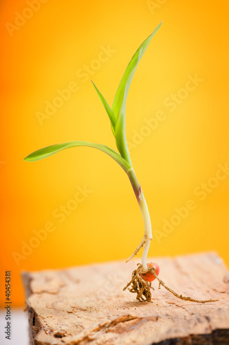 Photo: A little sprout on yellow background A little sprout on yellow background