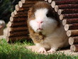 überraschtes Meerschweinchen