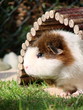 aufgeregtes Meerschweinchen
