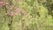 Photo en ligne au meilleur prix spring tree red flowers