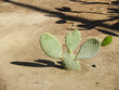 Photo: Cactus Plant Cactus Plant