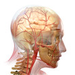 anatomy
