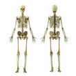 skeleton