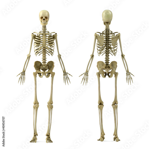 Illustration: skeleton skeleton