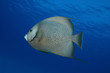 Photo: Atlantic Spadefish (Chaetodipterus faber) - Cozumel, Mexico Atlantic Spadefish (Chaetodipterus faber) - Cozumel, Mexico